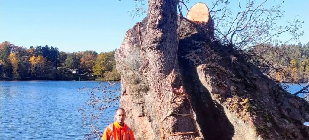 Trädfällning Oxelösund