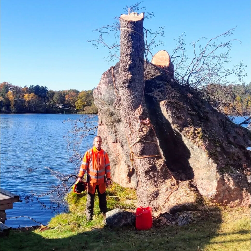 Certifierad arborist utför trädbeskärning i Nyköping