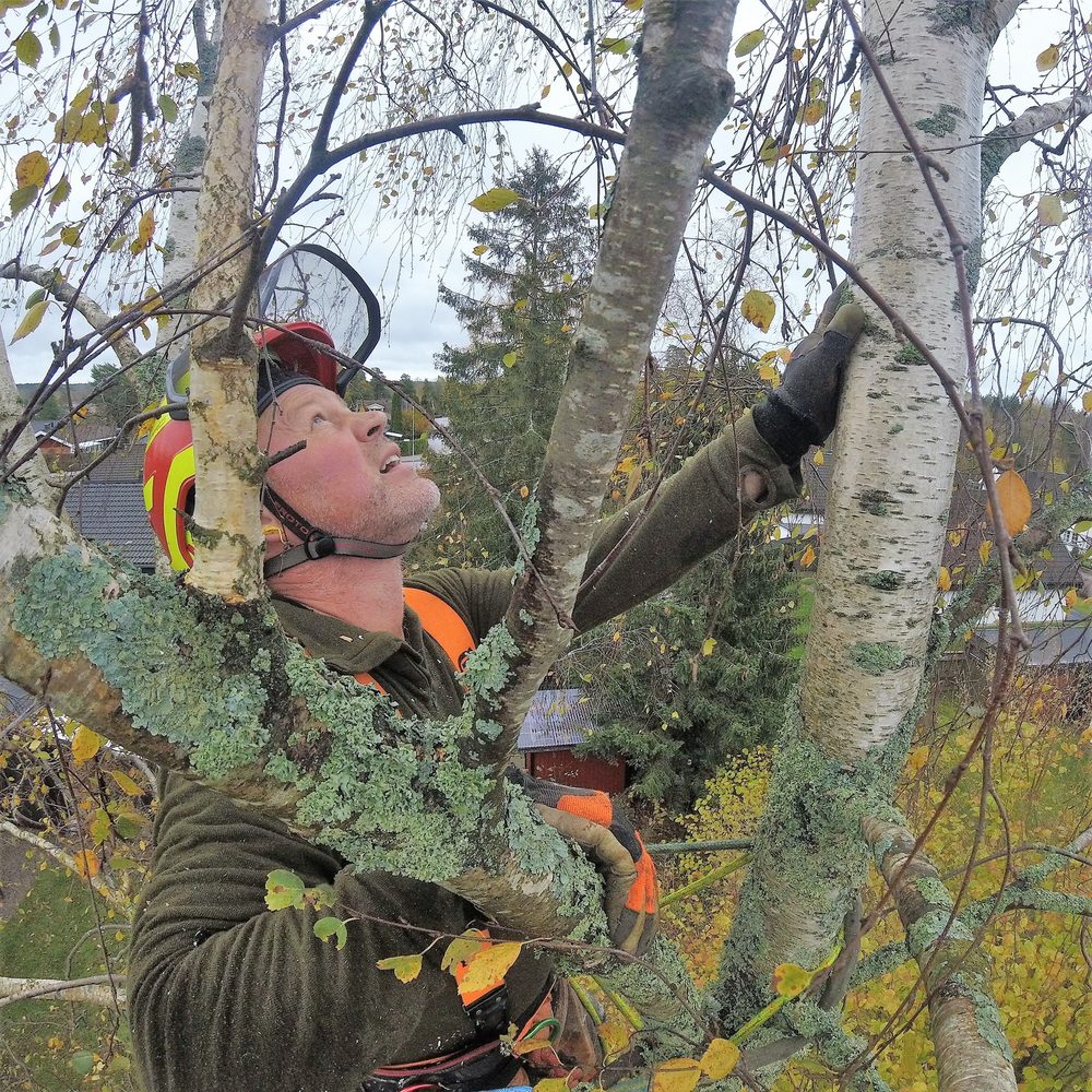 Arborist i sele inne i björkkronan som hanterar en avkapad gren