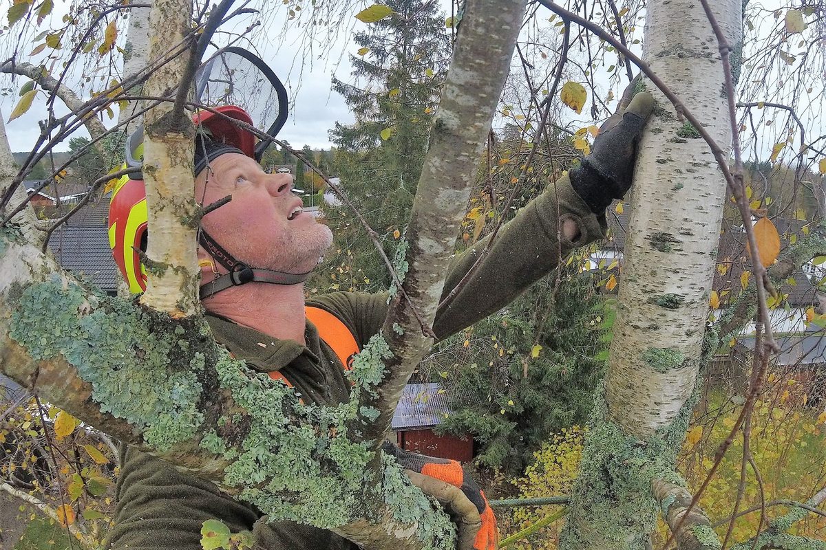 Arborist i sele inne i björkkronan som hanterar en avkapad gren