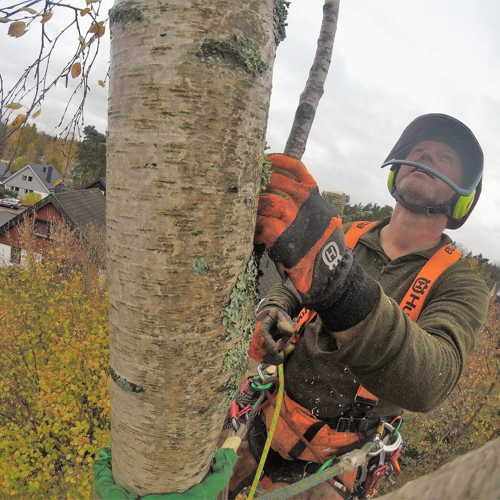 Arborist i full klätterutrustning uppe på en björkstam