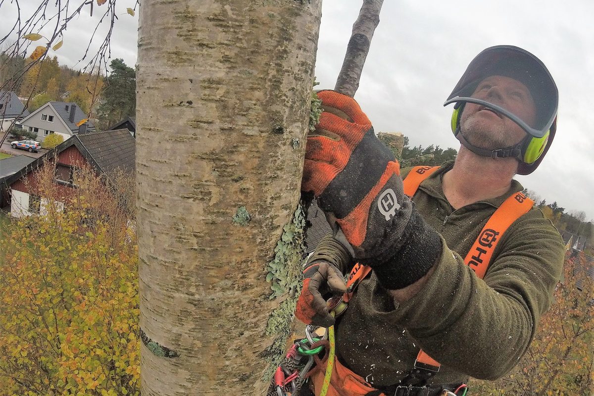 Arborist i full klätterutrustning uppe på en björkstam