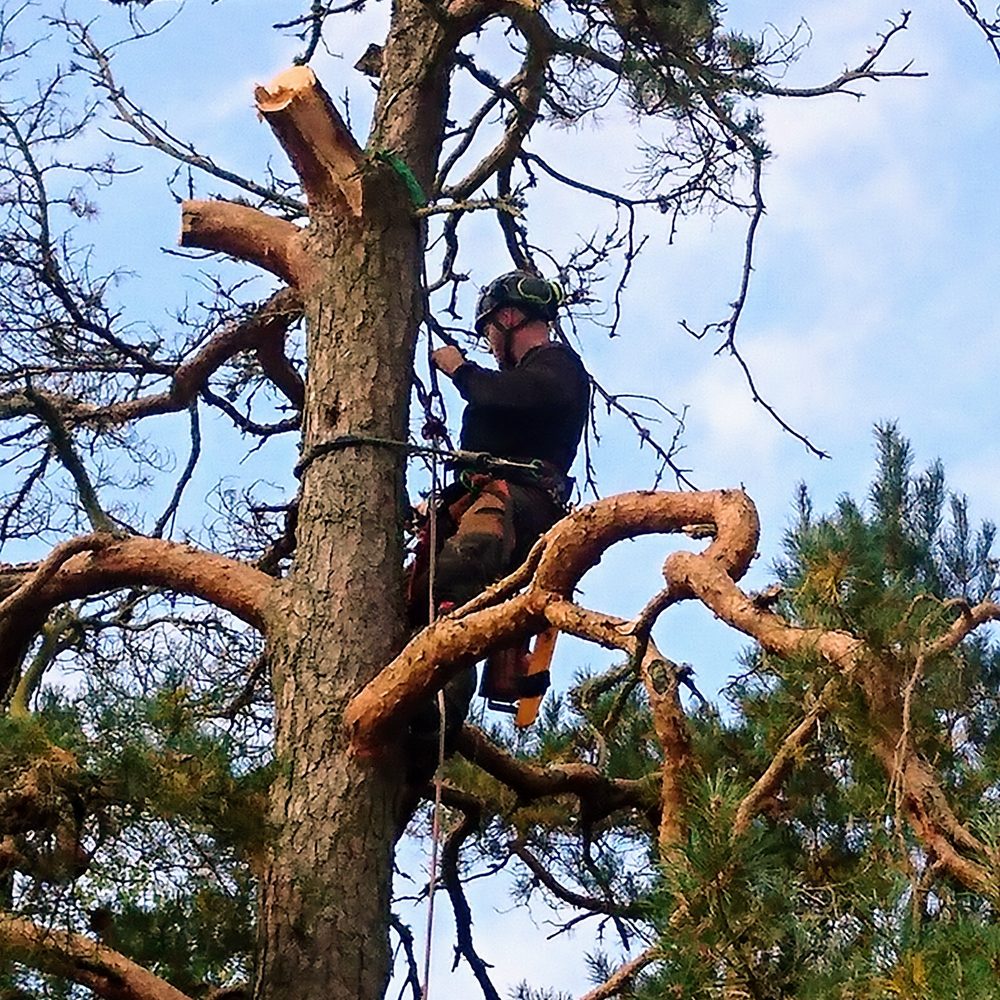 Arborist uppe i ett grovt, knotigt lövträd
