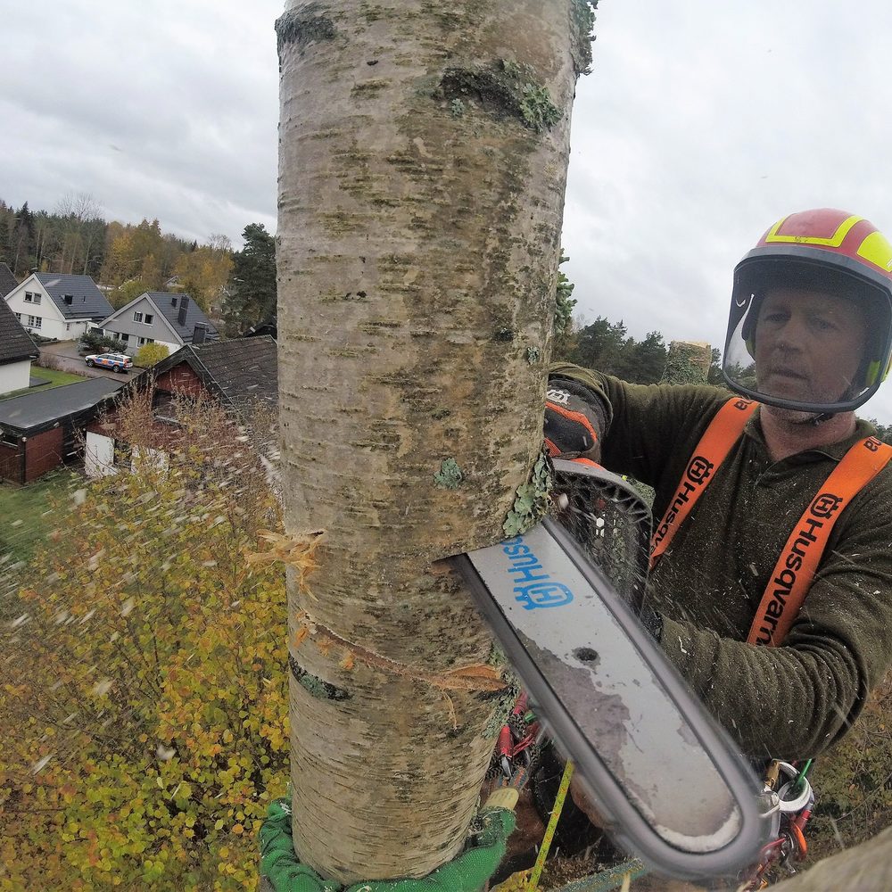 Arborist i sele intill stammen med bebyggelsen nedanför