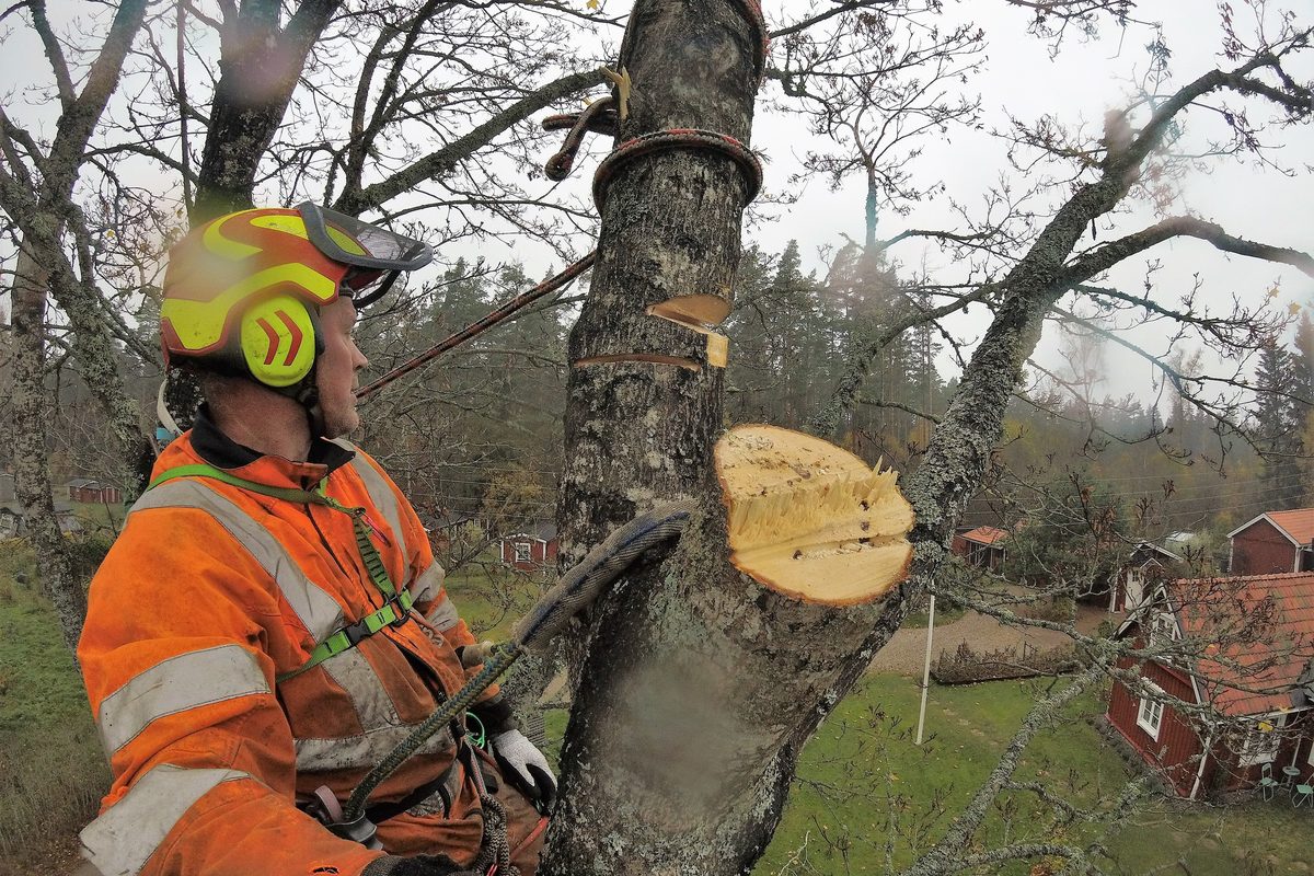 Arborist med hjälm och hörselskydd kapar av en grov gren
