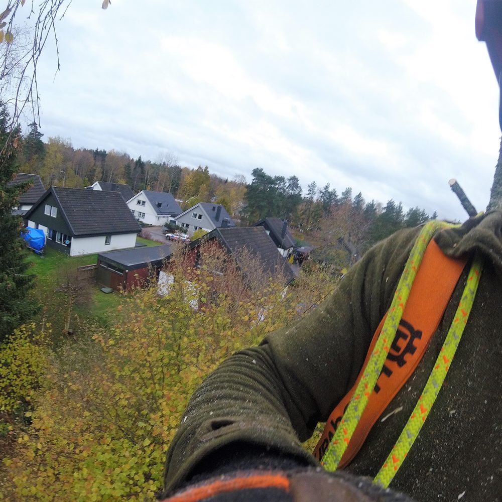 Närbild på arboristens sele högt uppe i trädet med ett villaområde nedanför