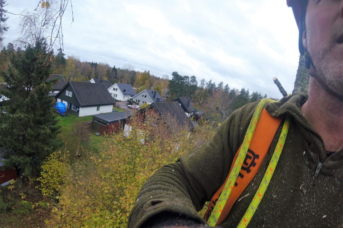 Närbild på arboristens sele högt uppe i trädet med ett villaområde nedanför