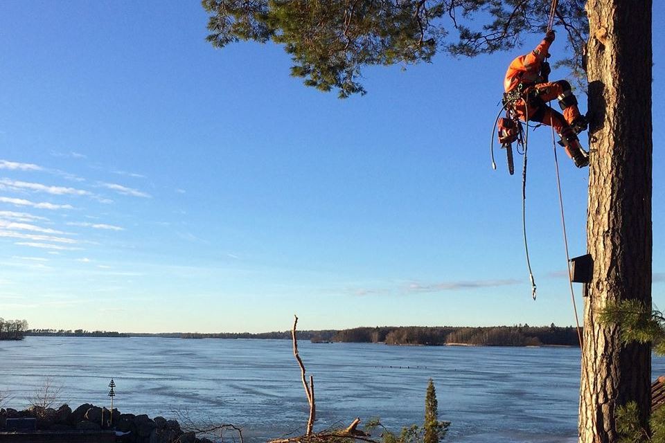 Arborist i sele och rep högt uppe i en tallstam med sågen i selen