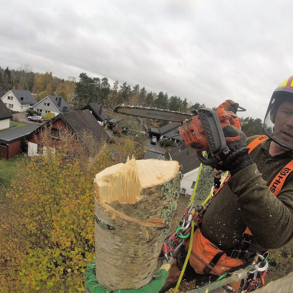 Arborist vid en avkapad stam med färsk snittyta och samhället nedanför