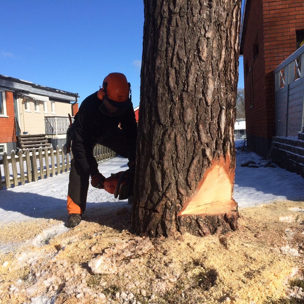 Sågning av en grov stam alldeles intill ett bostadshus med snö på marken