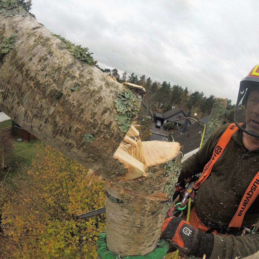 Arborist intill björkstammen vid ett färskt kapsnitt högt upp