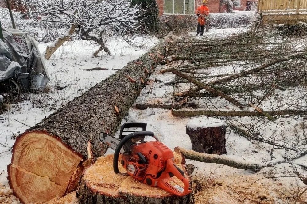 Nyfälld gran som ligger i en snötäckt villaträdgård med motorsågen på stubben och en arborist i bakgrunden