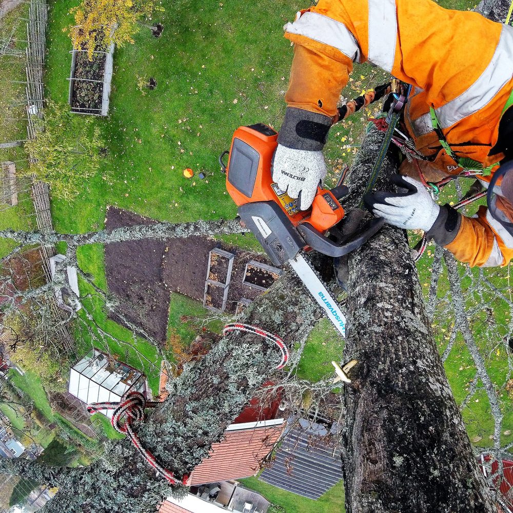 Vy rakt ned från trädtoppen över trädgården med arboristen i sele